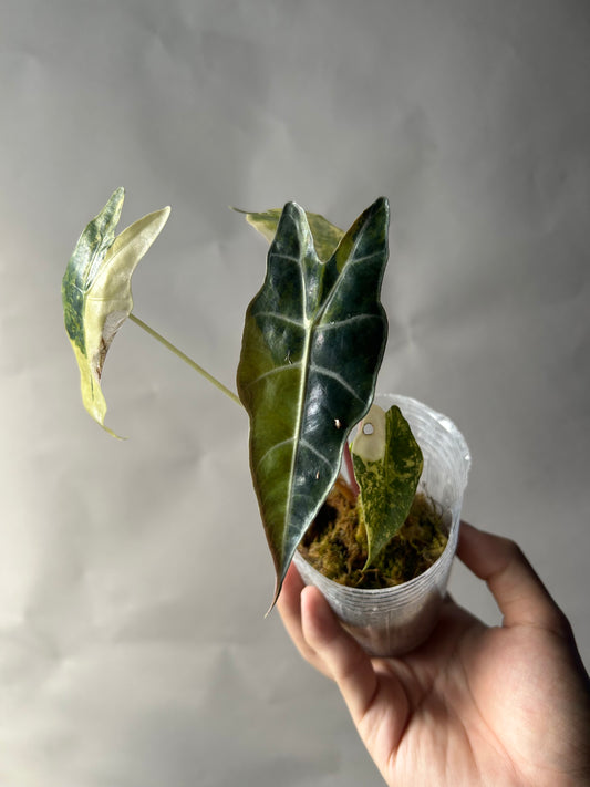 Alocasia Sanderiana Bull Aurea