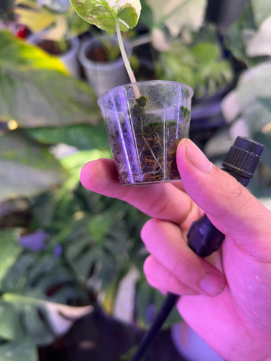 Alocasia Azlanii Pink (Corm Grow)