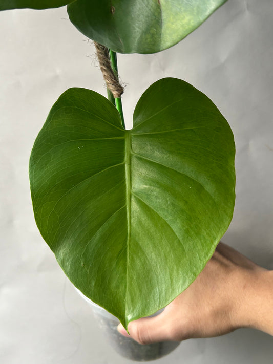 Monstera Deliciosa Green-On-Green