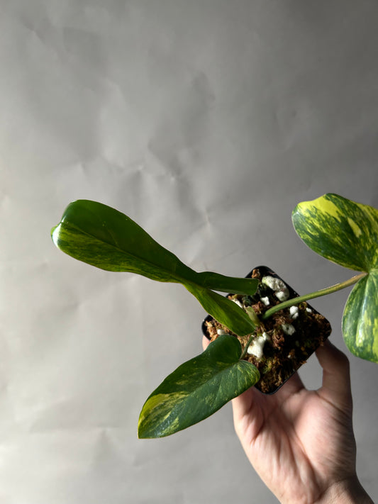 Philodendron Florida Beauty x Mayoi