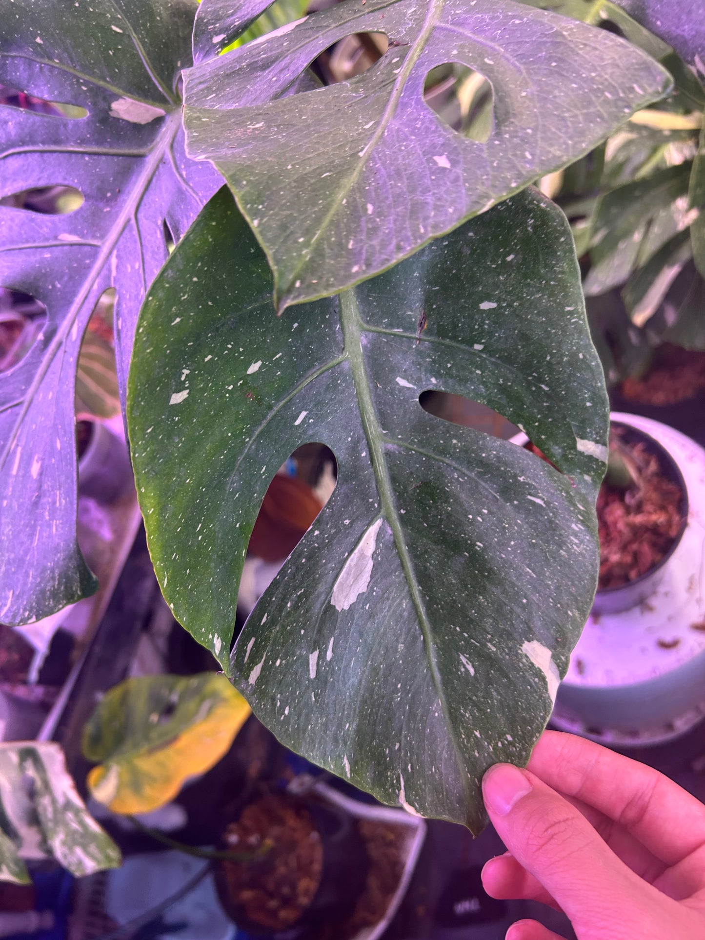 Monstera Fishbone