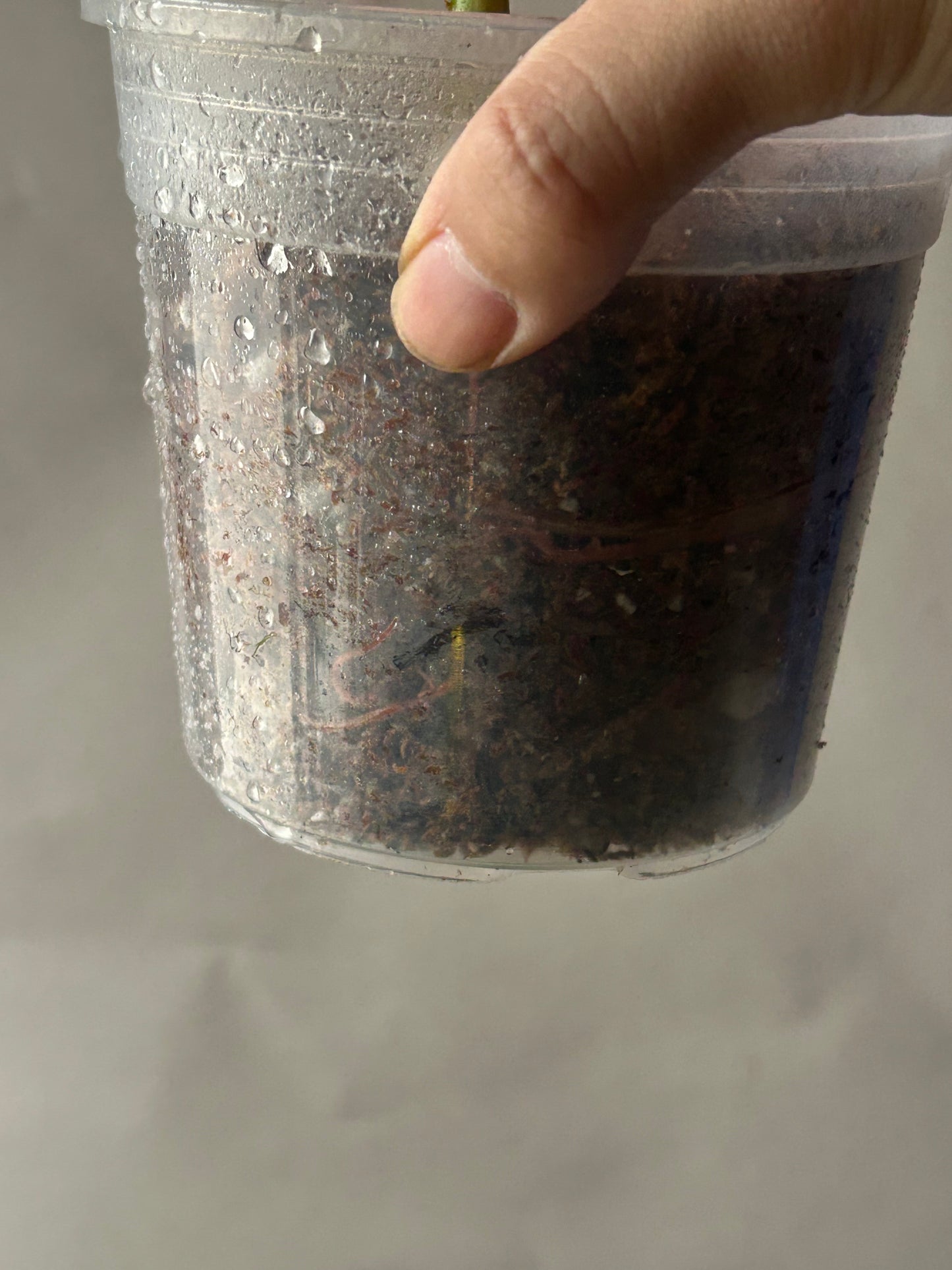 Philodendron Pastazanum Albo