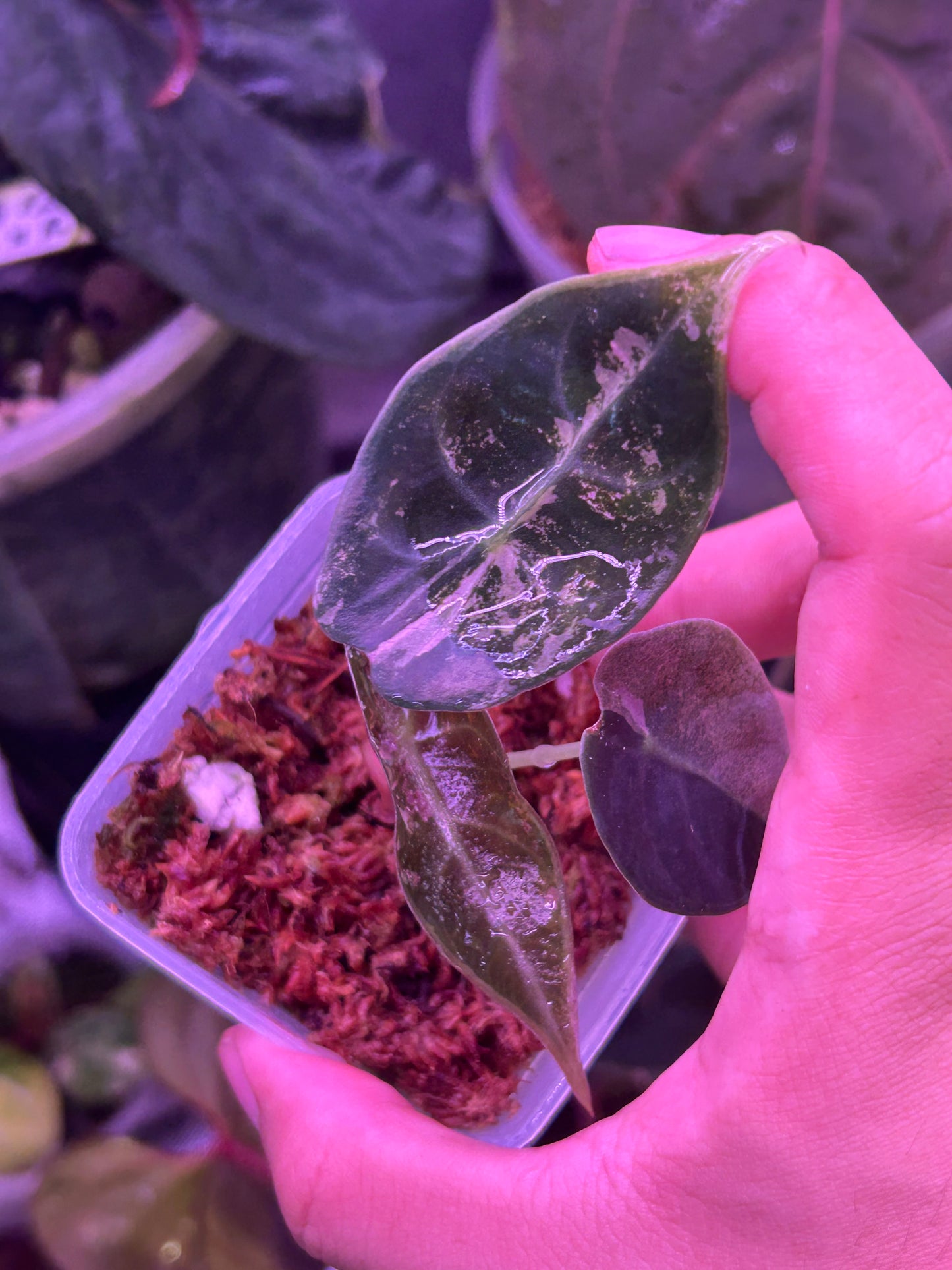 Alocasia Sendenii Pink (Corm Grow )