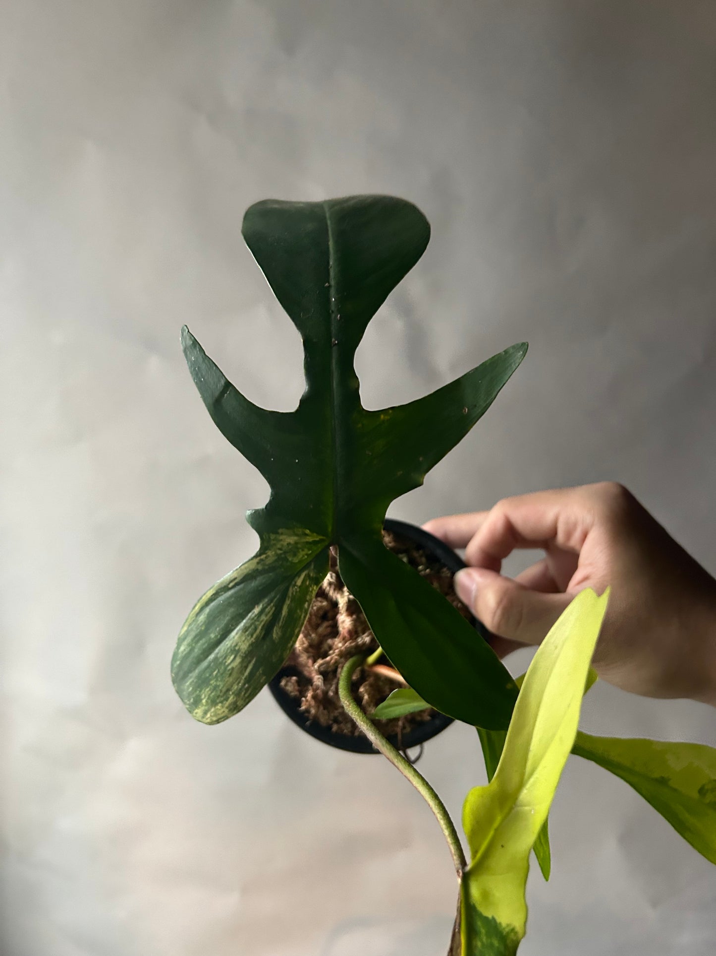 Philodendron Florida Beauty