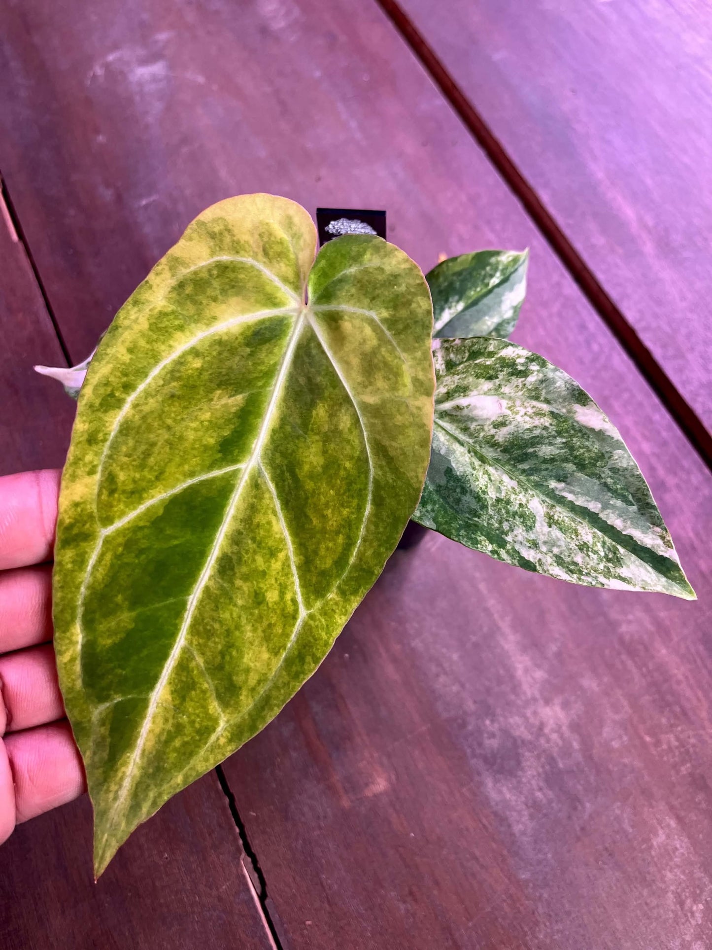 Variegated Anthurium Red Magnificum x Var Anthurium ( Pap x Guna Yala) by Han Kirok