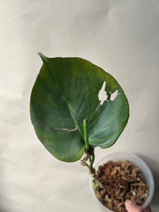Monstera Deliciosa Green on Green ( Large Form )