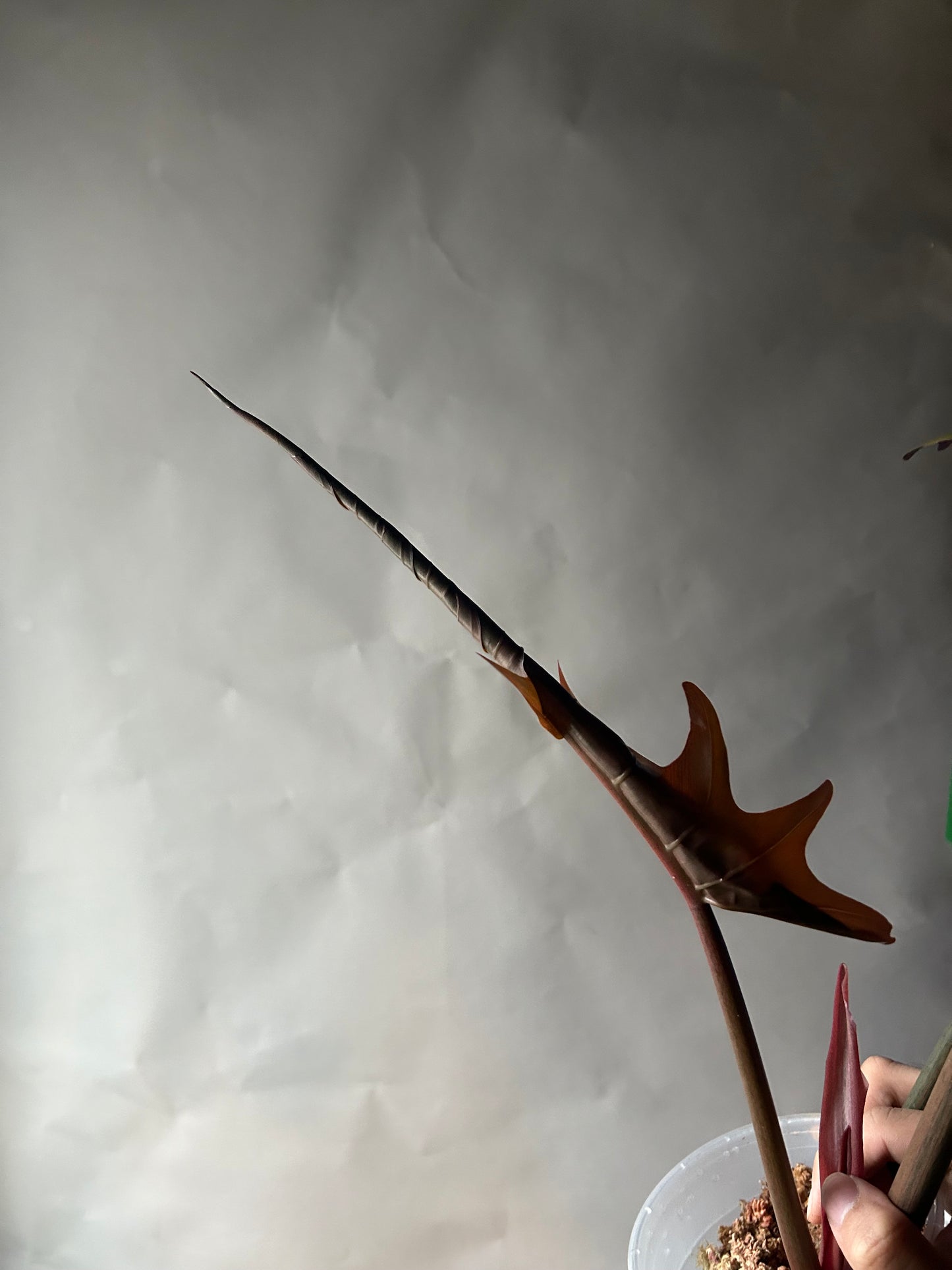 Philodendron Caramel Marble