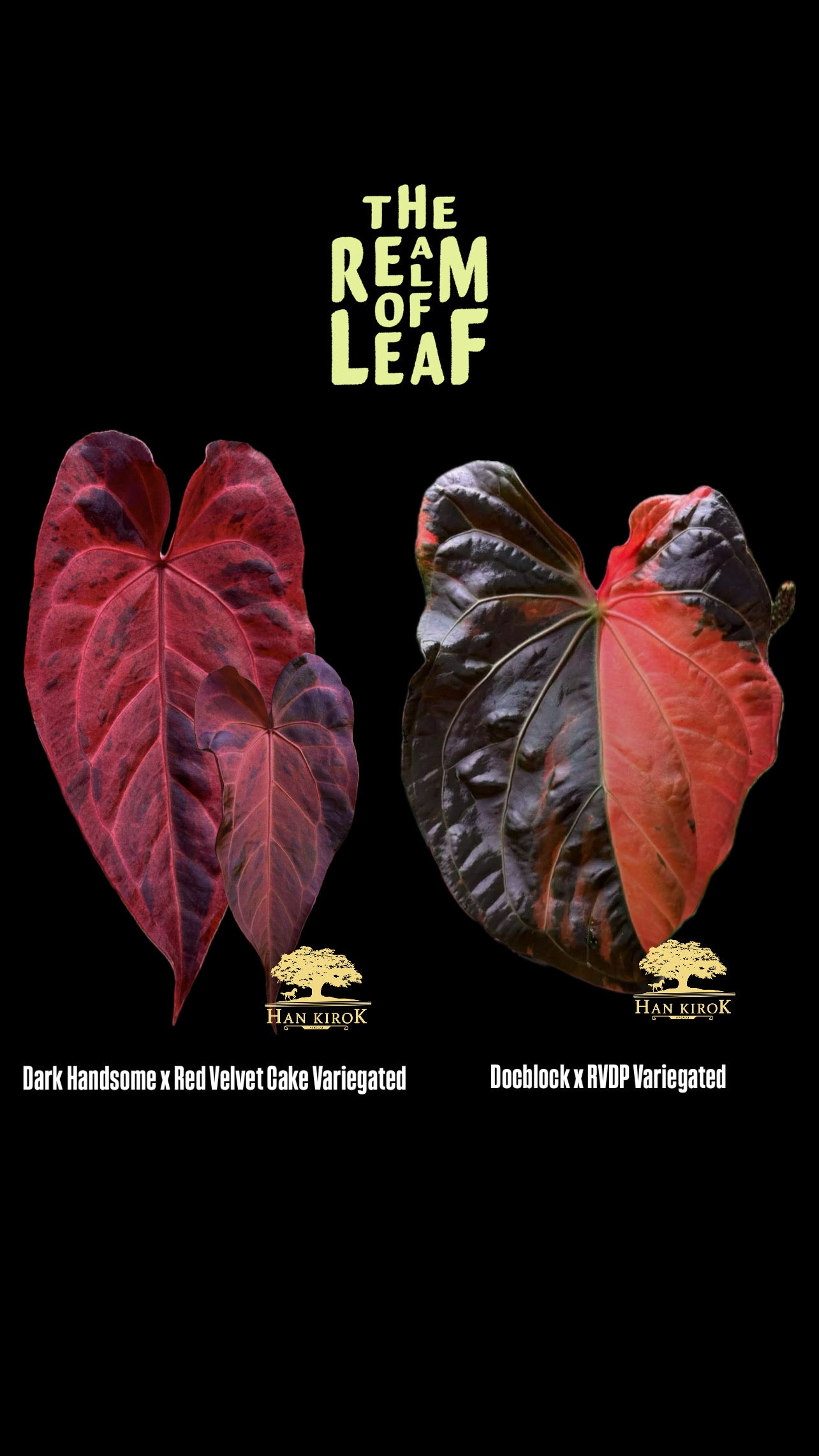 Variegated Anthurium (DH x RVC) x Variegated Anthurium (DocBlock x RVDP) by The Realm If Leaf