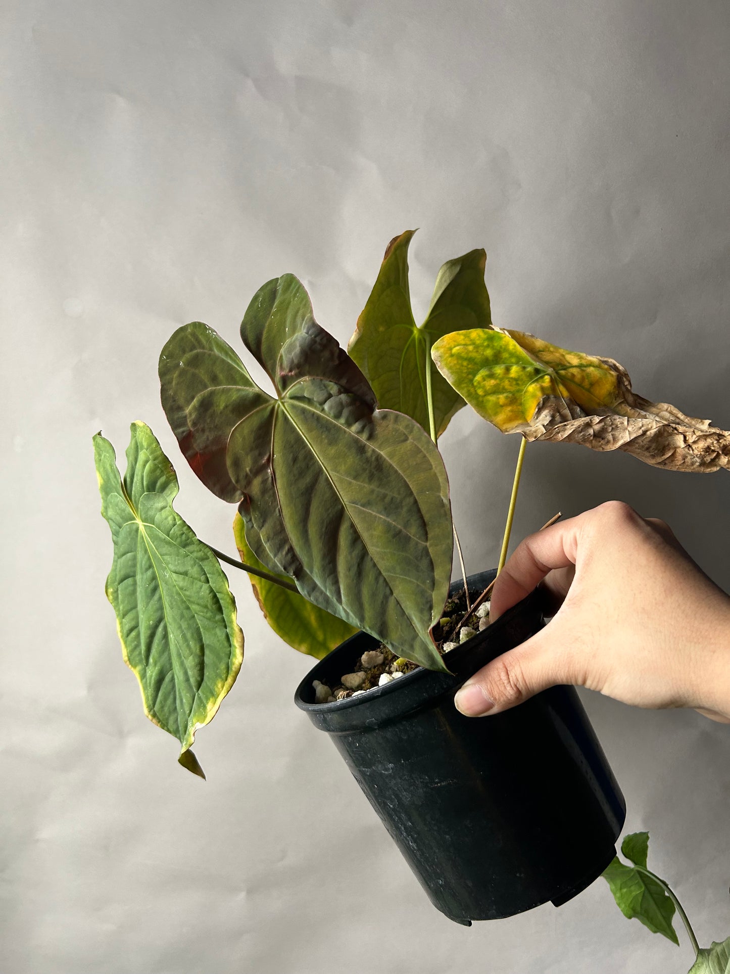 Anthurium RVDP x Papi