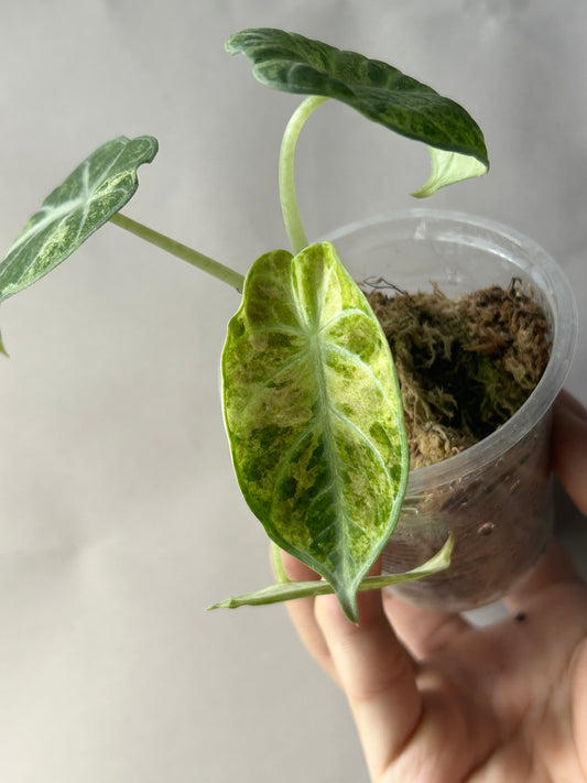 Alocasia Ninja Tricolor Splash