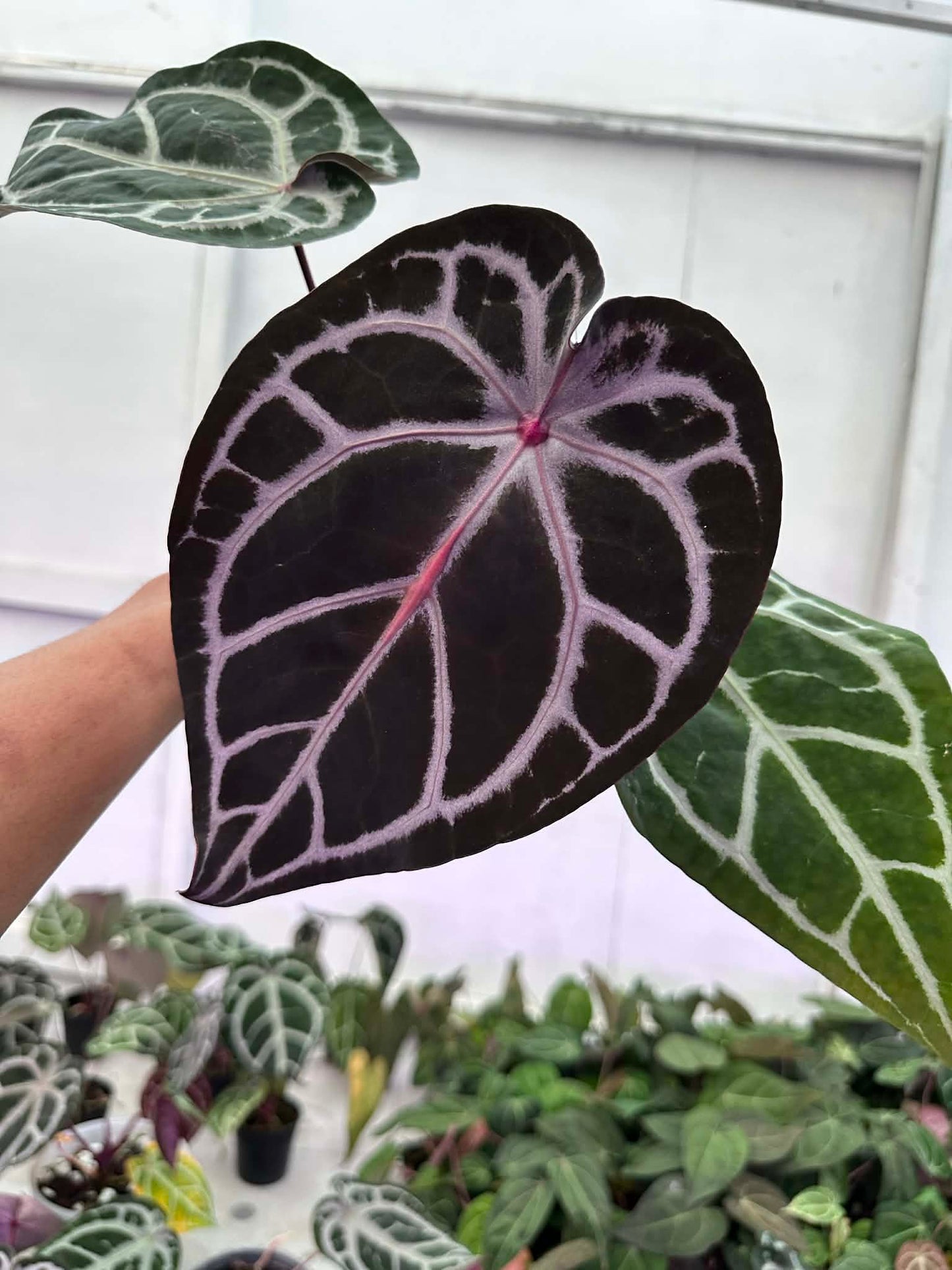 Anthurium ( SKG Pink Lemonade x RC) x ( Michelle Long Form x Zara) by Han Kirok