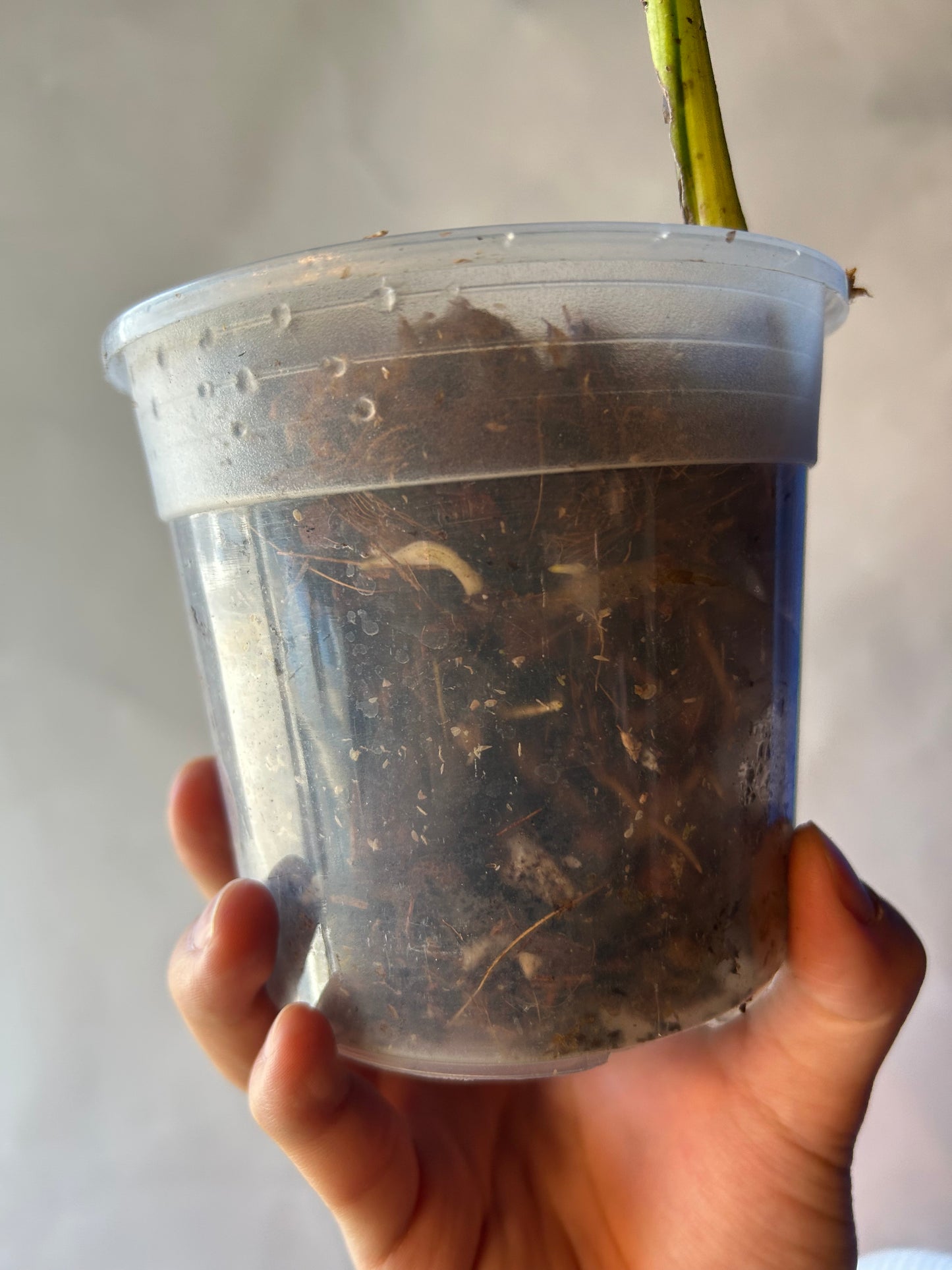 Monstera White Lava Cutting