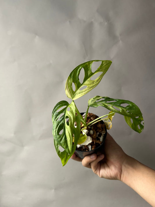 Monstera Adansonii Tricolor aka Albo