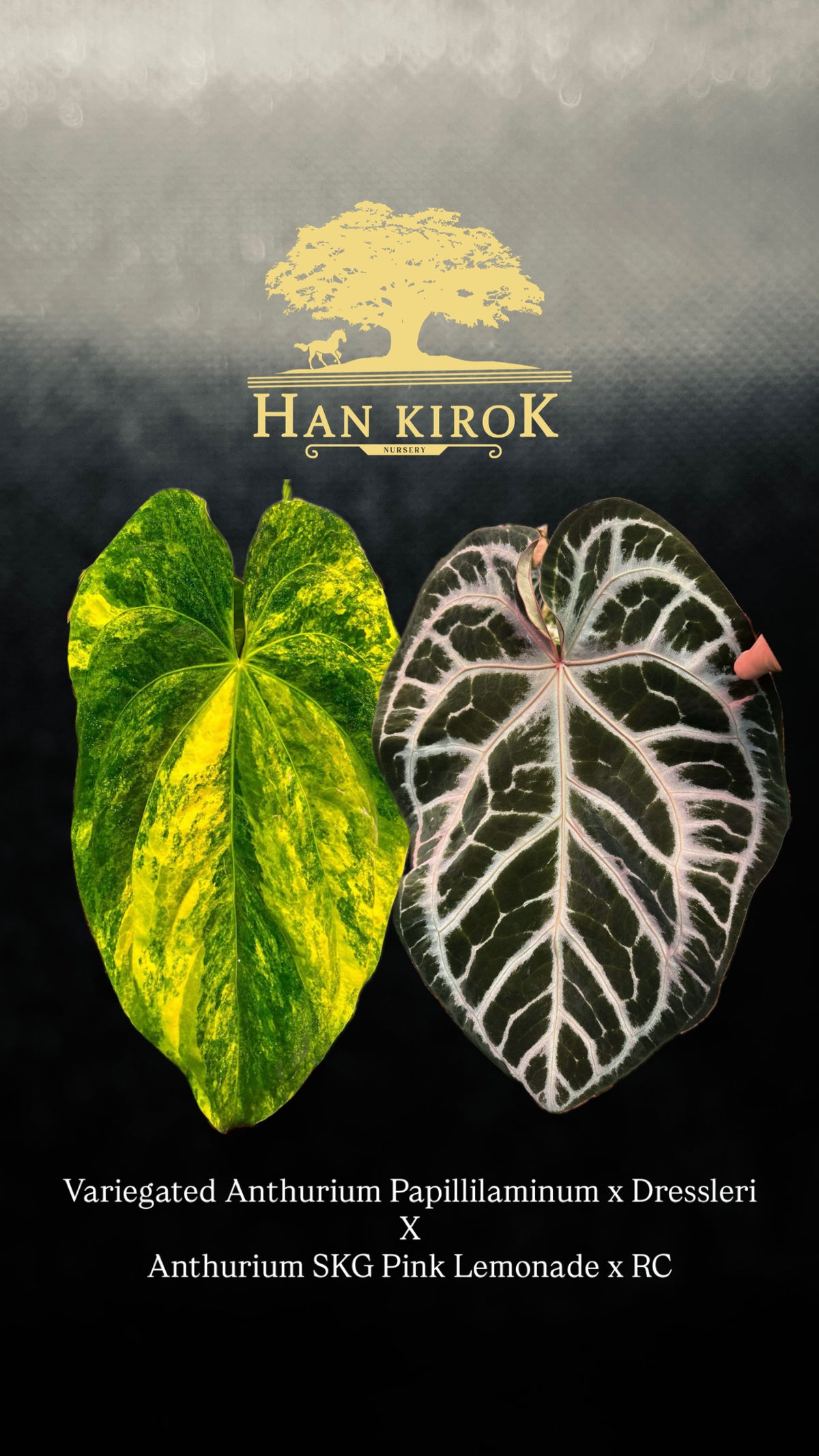 Anthurium (Papillilaminum Var x Dressleri) x (SKG Pink Lemonade x RC)