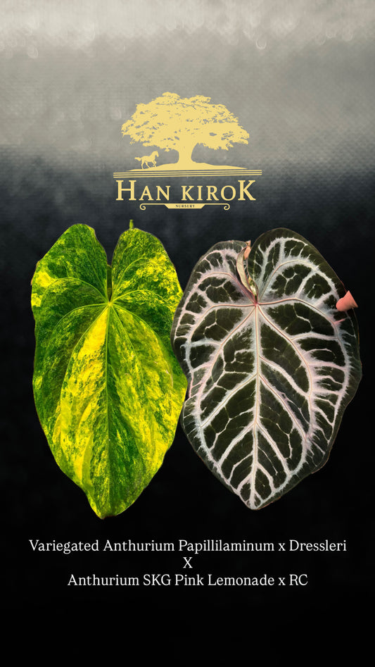 Anthurium (Papillilaminum Var x Dressleri) x (SKG Pink Lemonade x RC)