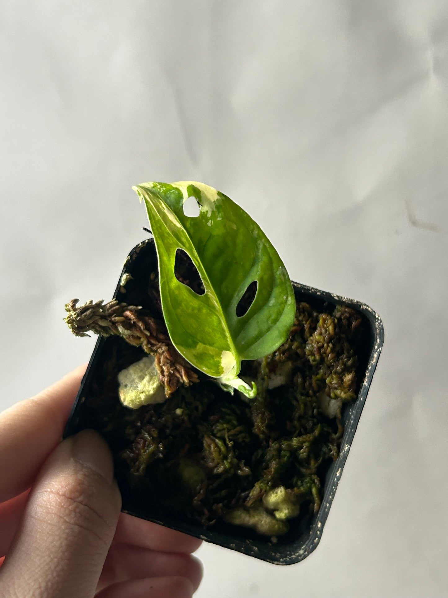 Monstera Adansonii Tricolor Albo