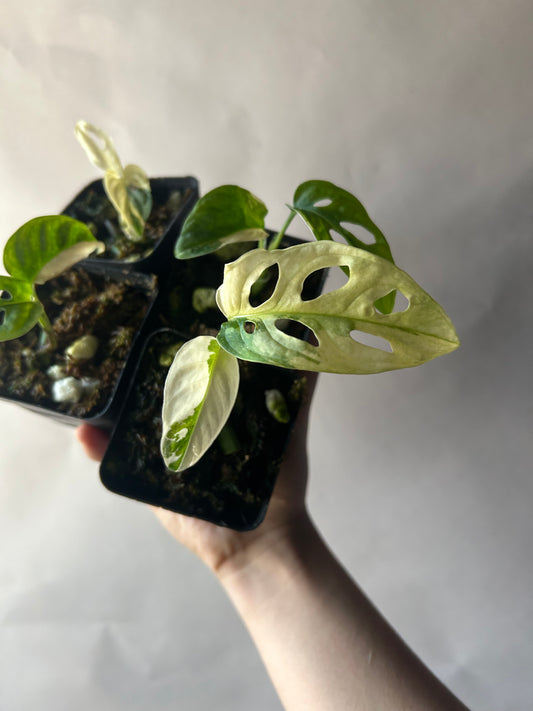 Set of 4 Monstera Adansonii Tricolor aka Albo