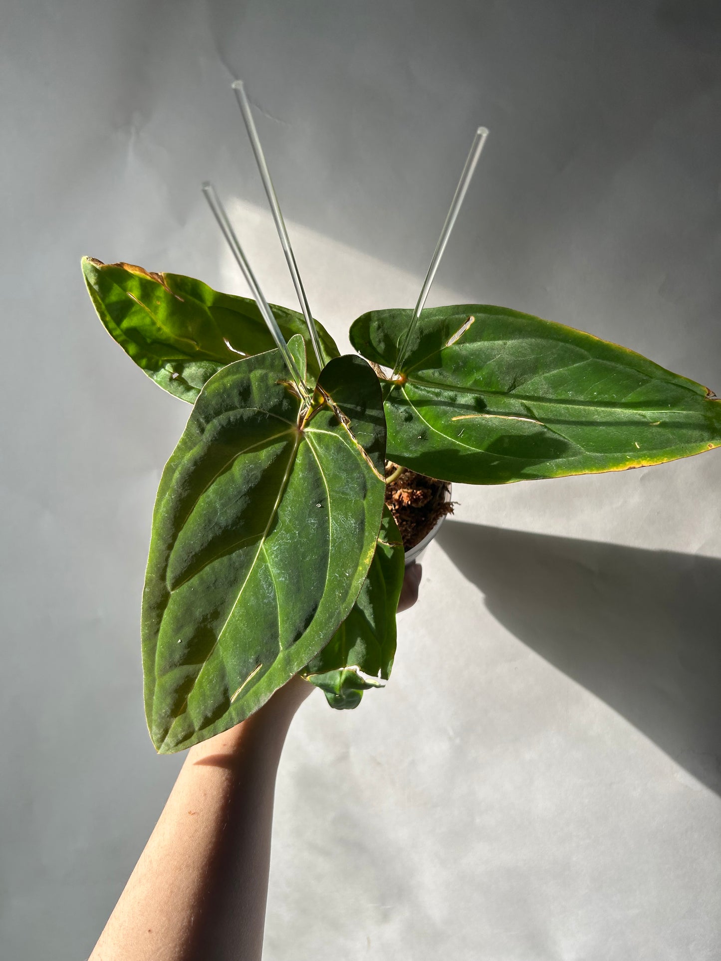 Anthurium RVDP x Ree