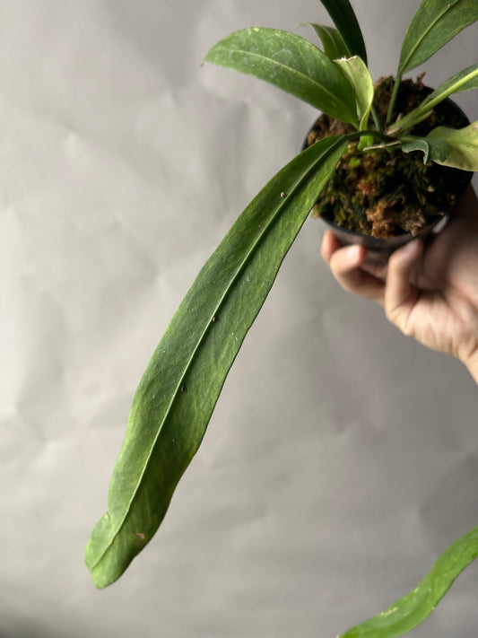 Anthurium Vittarifolium Variegated