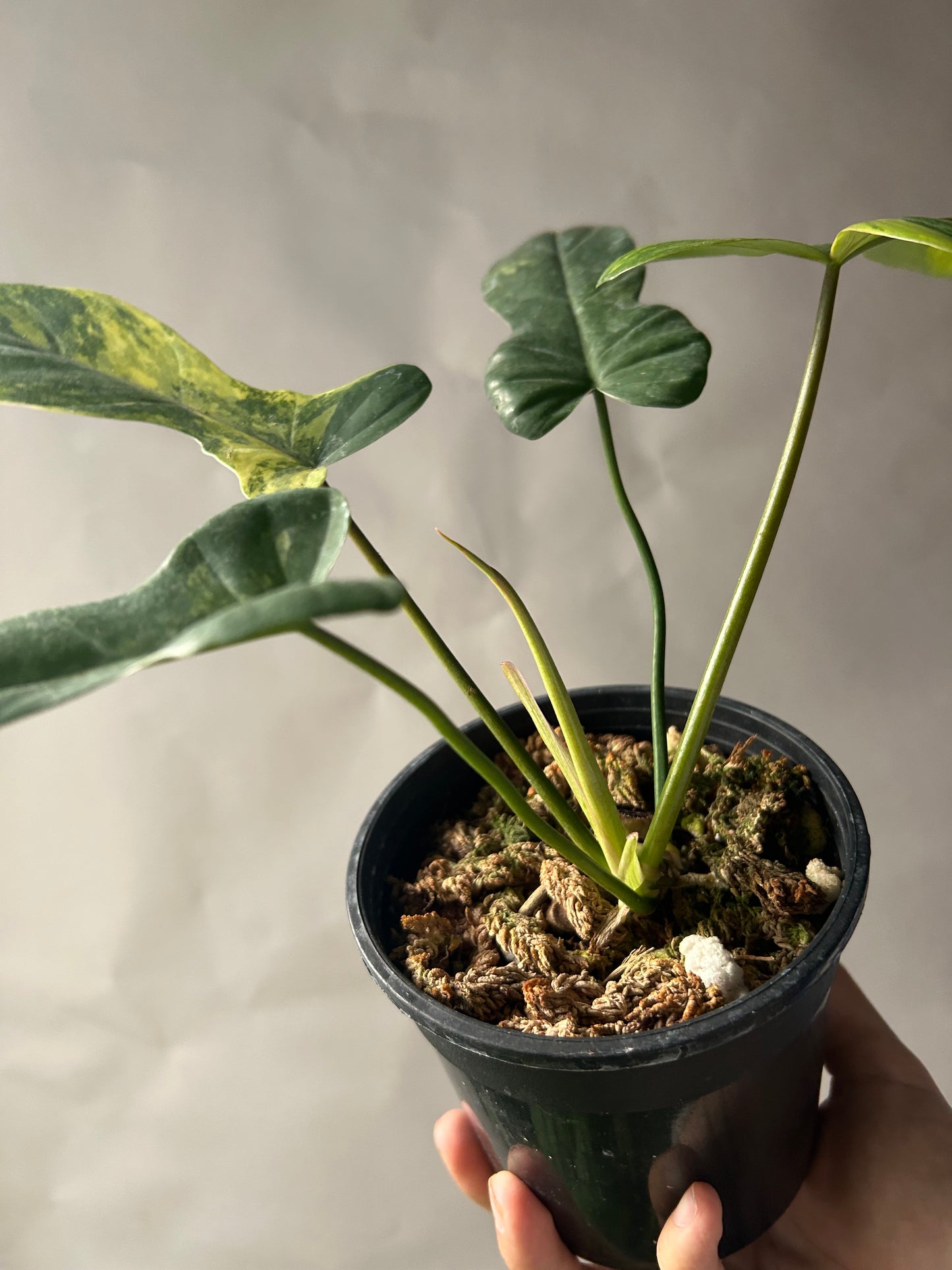 Philodendron Florida Beauty x Mayoi