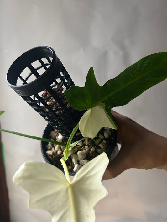 Philodendron Golden Dragon Variegated