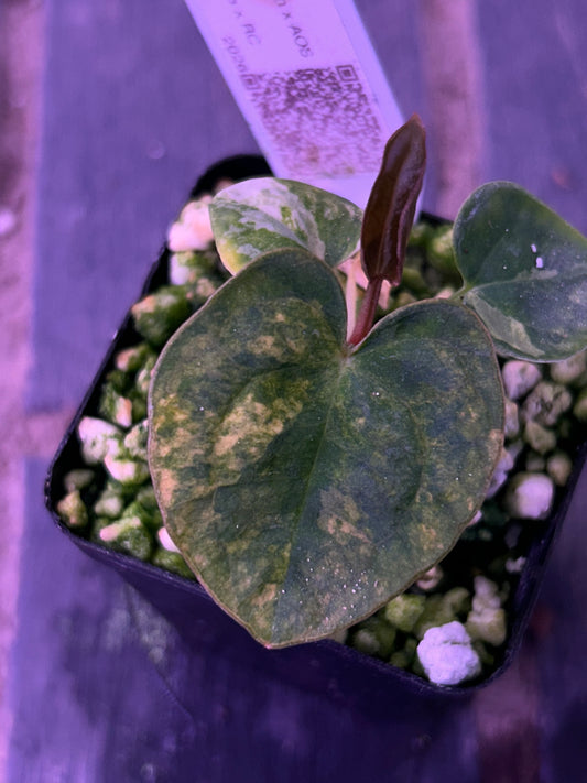 Selected - Variegated (Crystallium x AOS) x (SKG Pink Lemonade x RC) by TN