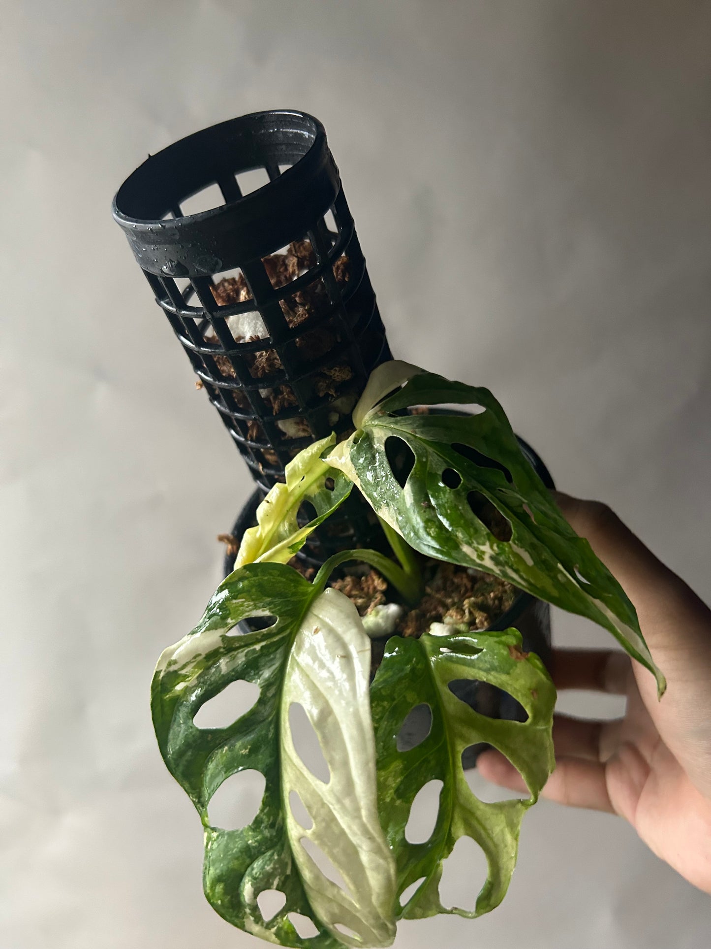 Monstera Adansonii Tricolor