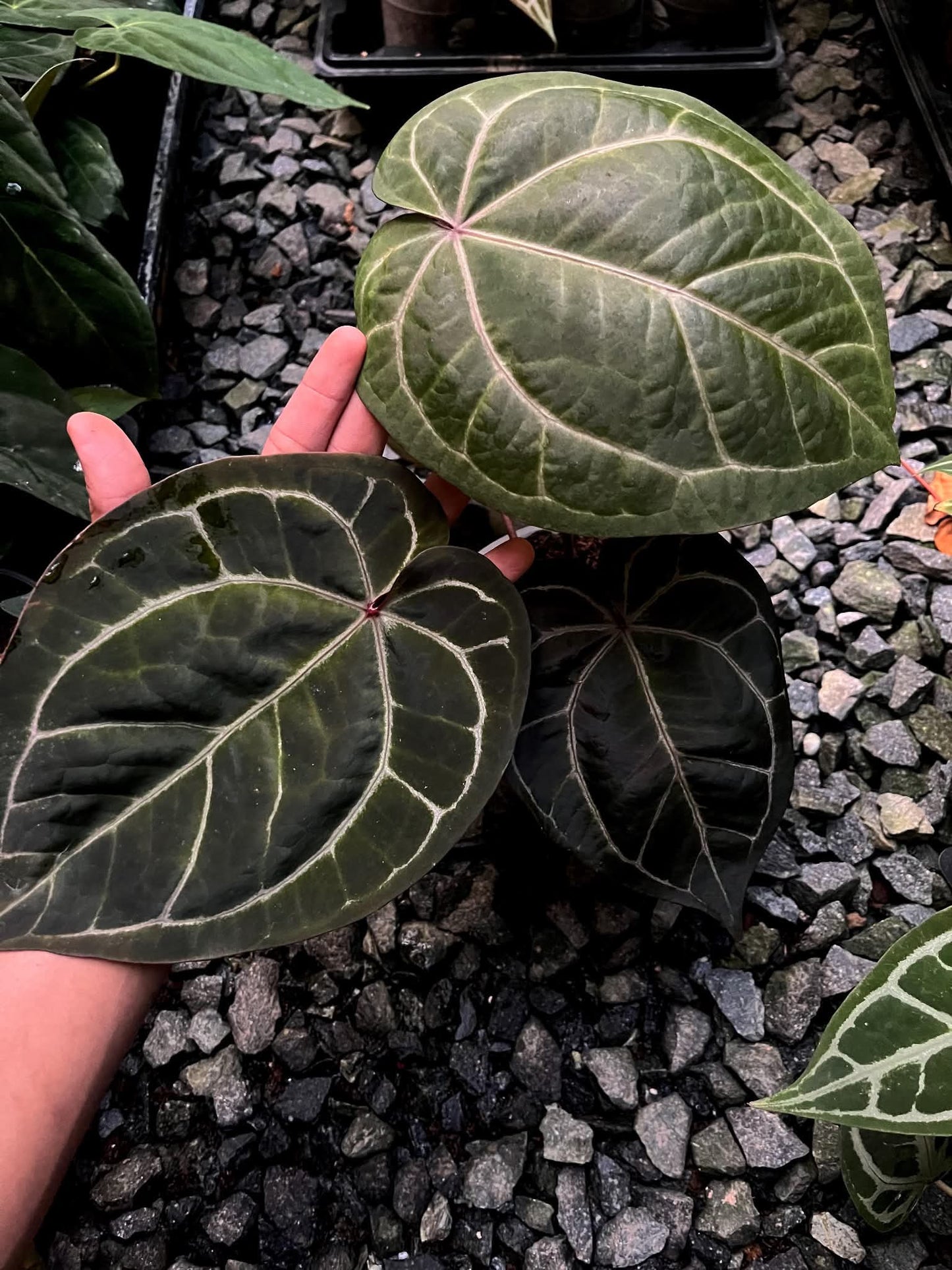 Anthurium Dreamweaver S1 x AOS by Han Kirok