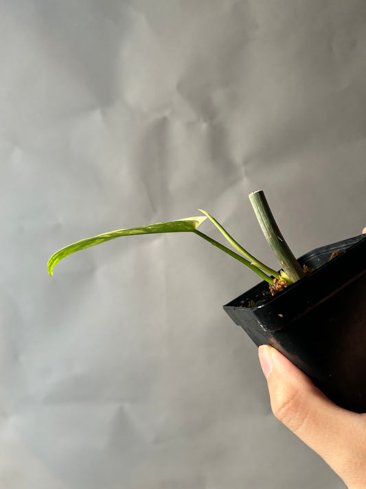 Philodendron Florida Beauty X Mayoi ( Kitina)