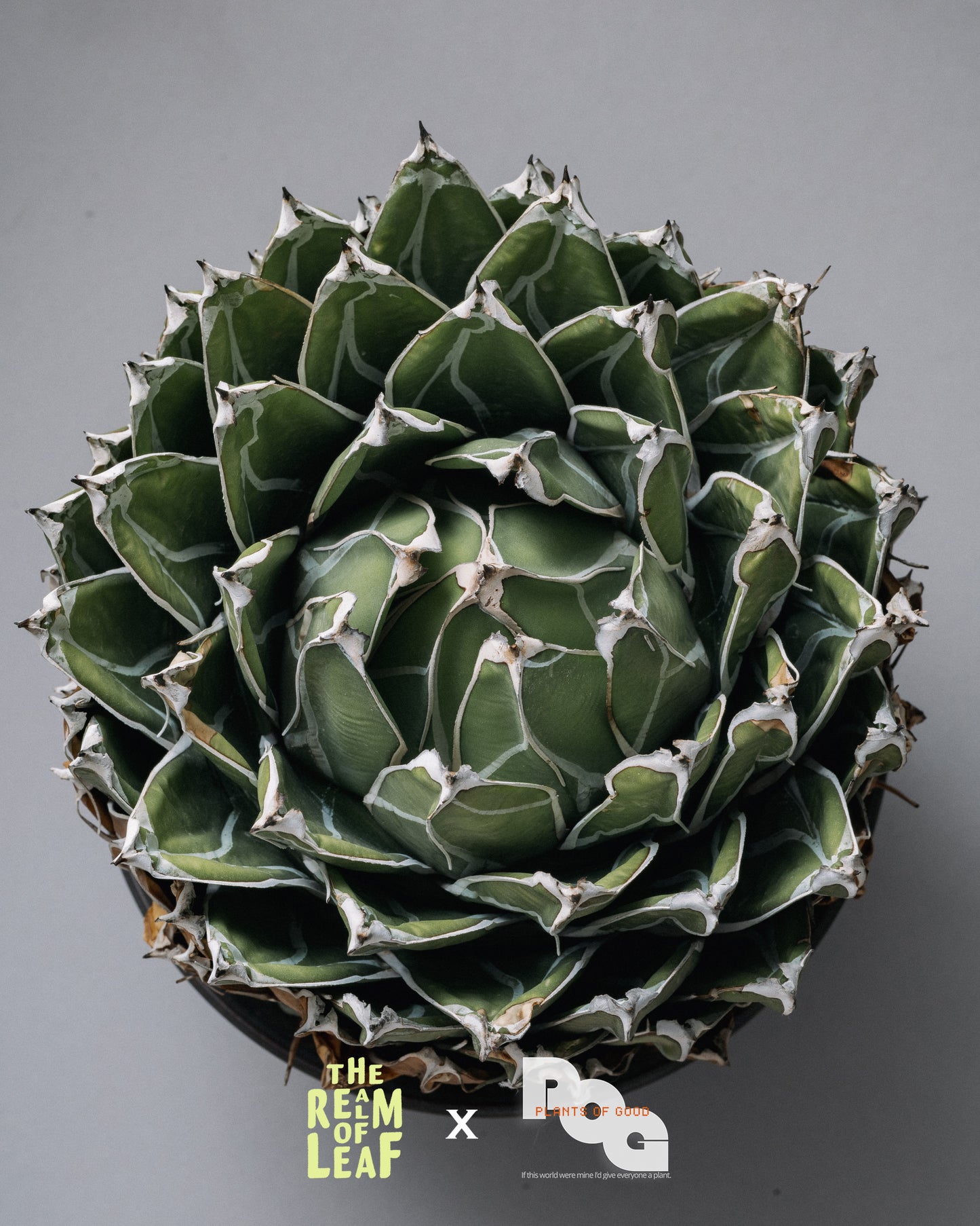 Agave Victoriae-reginae