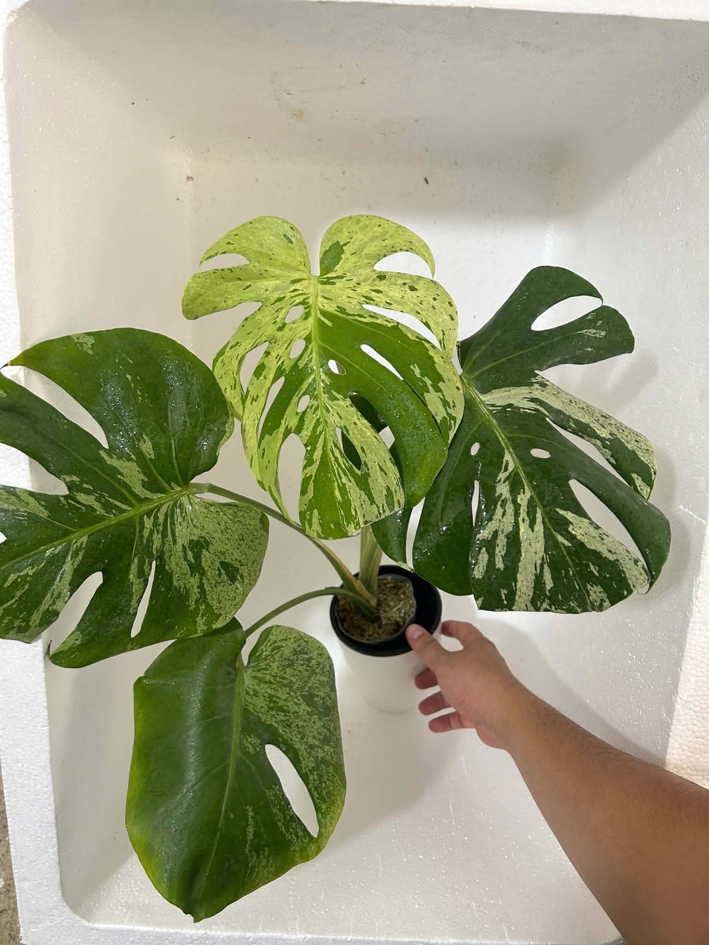 Monstera Vietciosa XXL