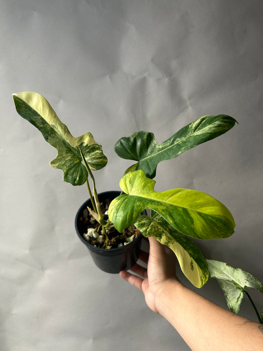 Philodendron Florida Beauty x Mayoi