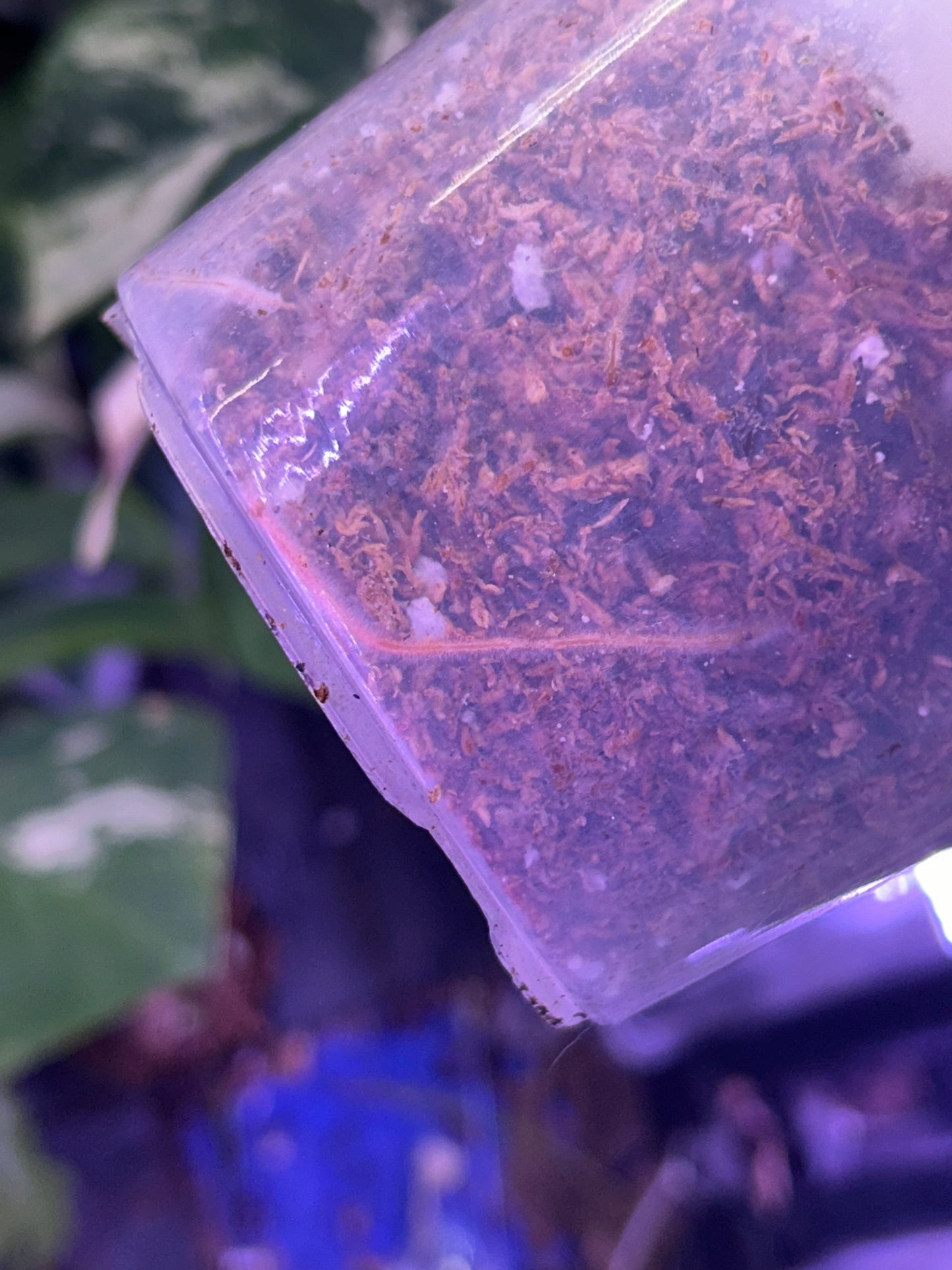 Philodendron Pastazanum Aurea Cutting