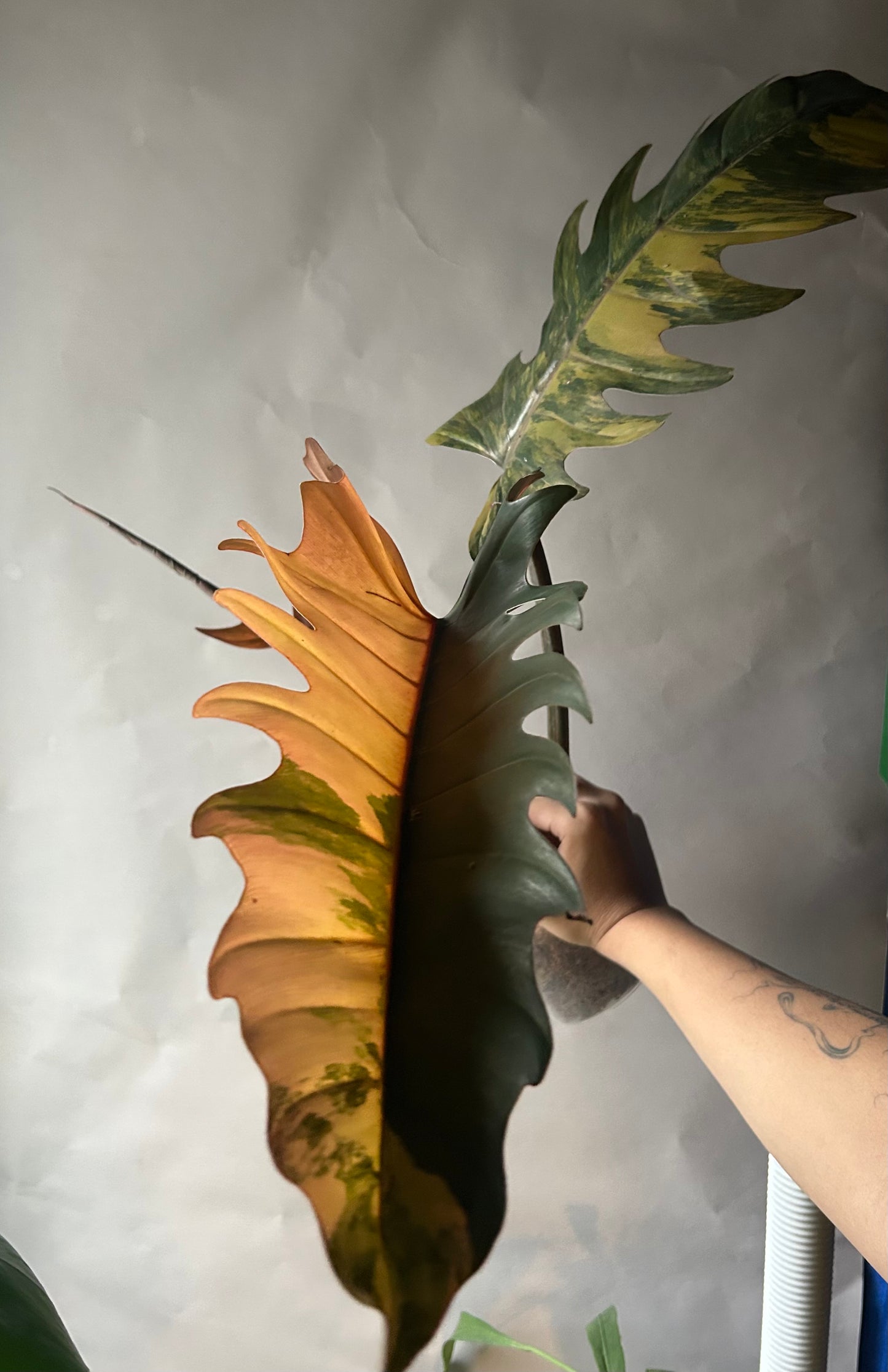 Philodendron Caramel Marble Cutting