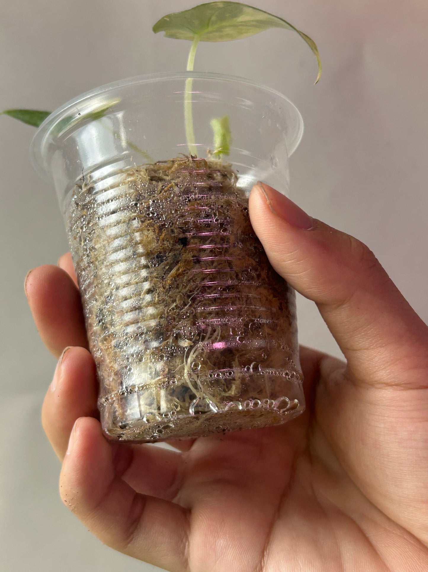 Alocasia Black Velvet Gold