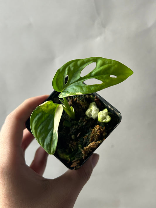 Monstera Adansonii Tricolor Albo