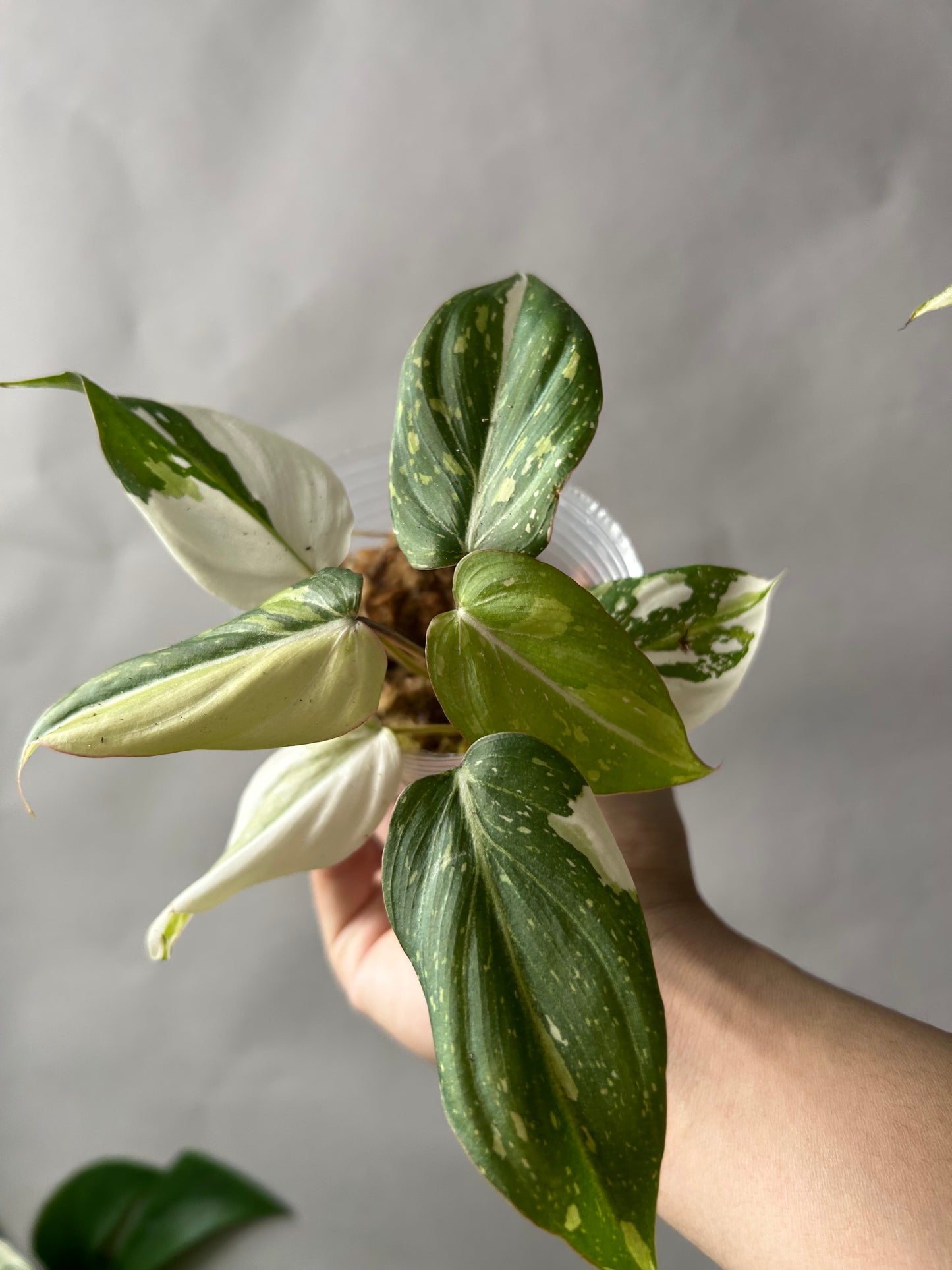 Philodendron Gloriosum Tricolor aka Galaxy