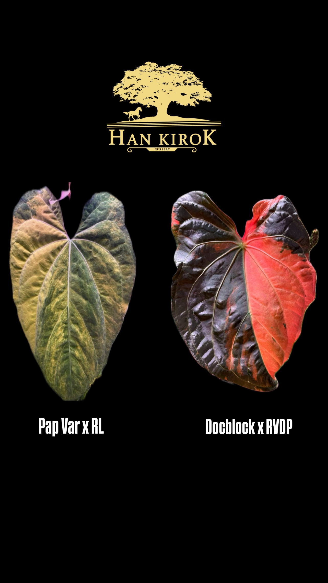 Variegated Anthurium ( Pap Var x RL) x (DocBlock x RVDP) by Han Kirok