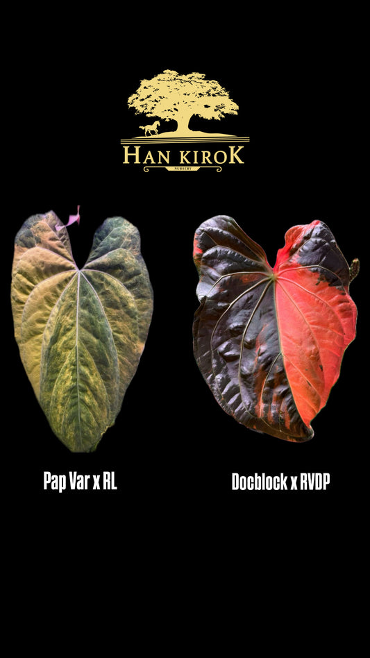 Variegated Anthurium (Pap Var x RL) x (DocBlock x RVDP) by Han Kirok