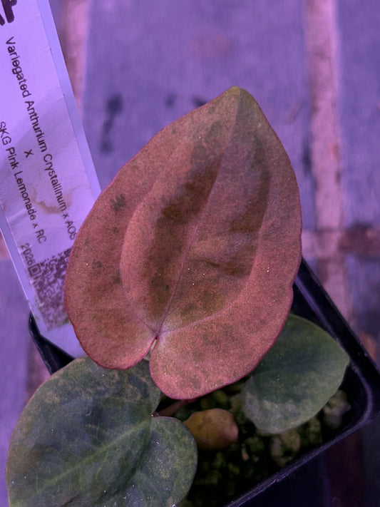 Selected - Variegated (Crystallium x AOS) x (SKG Pink Lemonade x RC) by TN