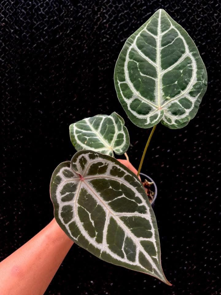 Anthurium ( SKG Pink Lemonade x RC) x ( Zara x Michelle) by Han Kirok