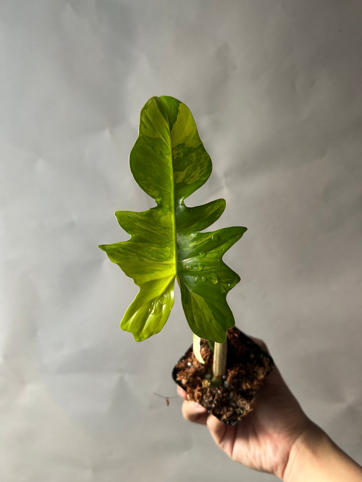 Philodendron Florida Beauty X Mayoi ( Kitina )