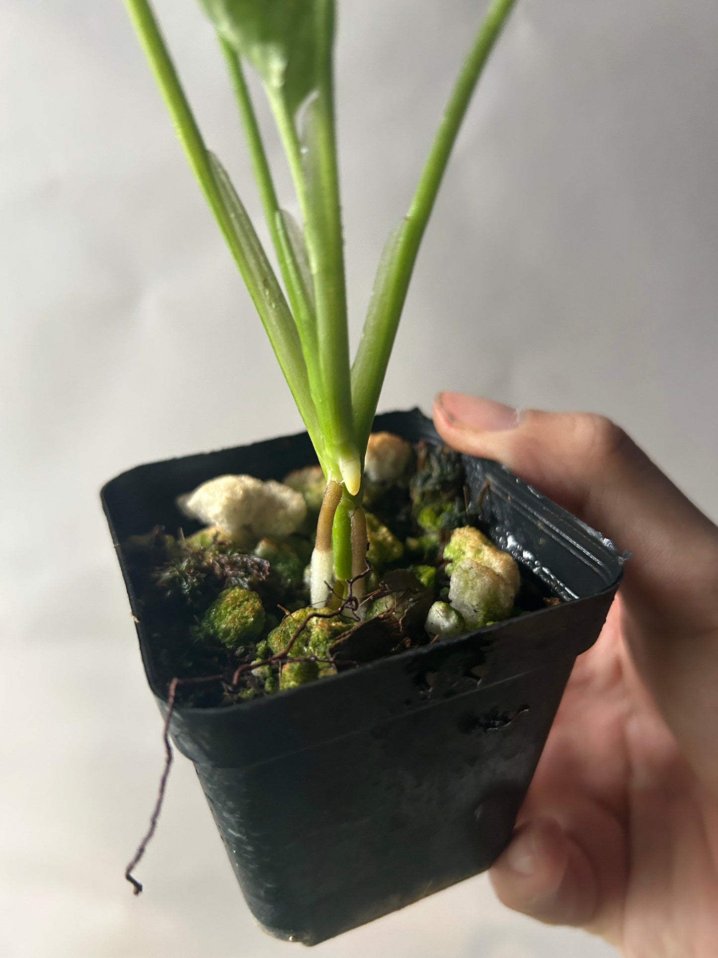 Monstera Adansonii Tricolor
