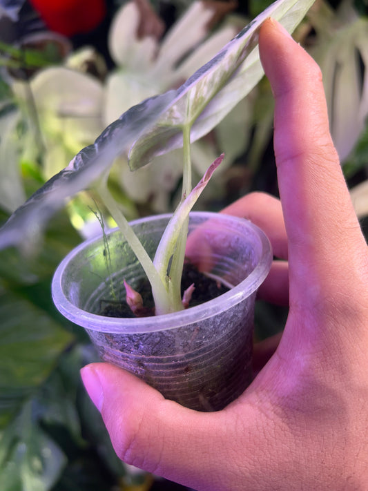 Alocasia Ninja Pink