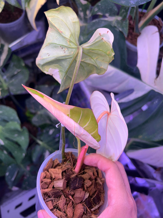 Philodendron Gloriosum Albo Type 1