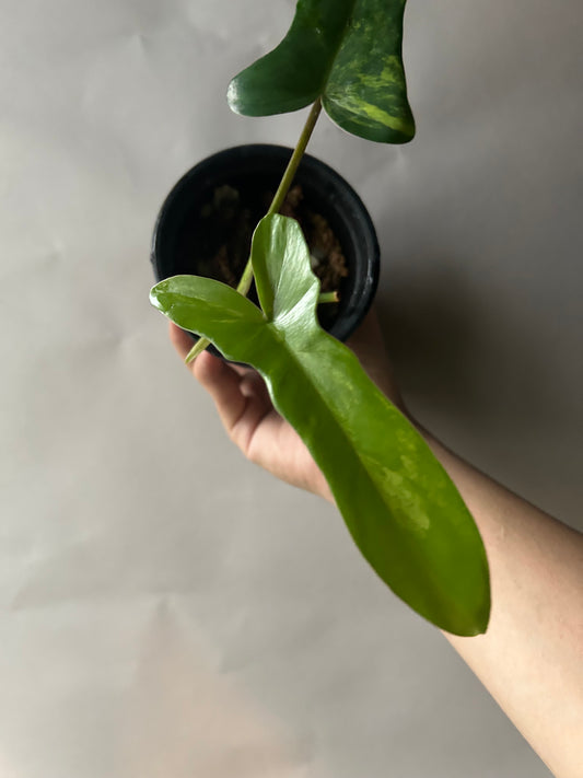 Philodendron Florida Beauty x Mayoi ( Kitina )