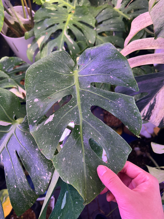 Monstera Fishbone