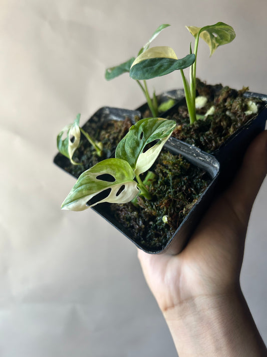 Set of 4 Monstera Adansonii Tricolor aka Albo