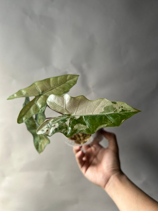 Alocasia Pseudo Albo/Pink