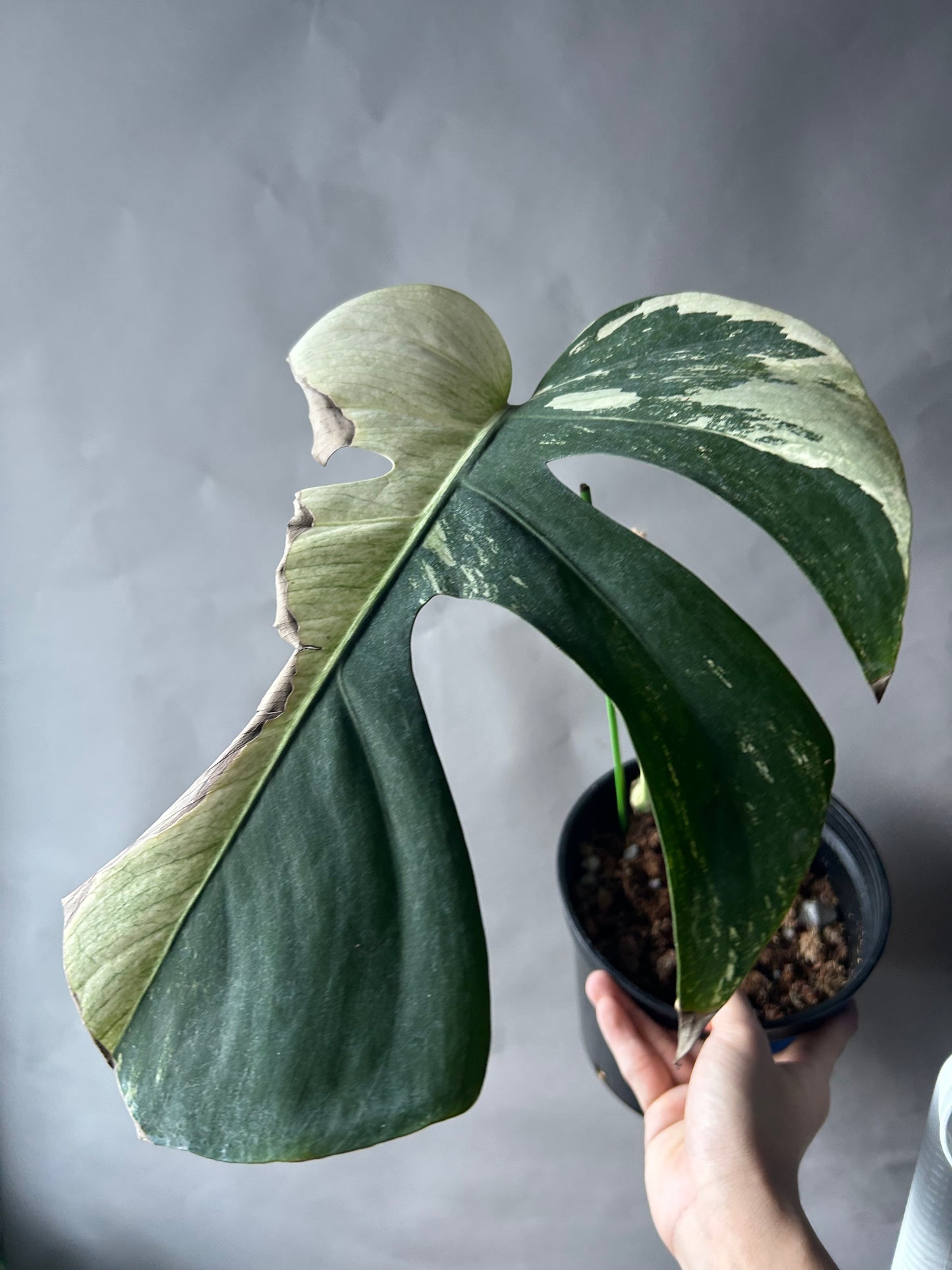 Monstera Deli x Bors Mint ( Jungle Mint) Cutting
